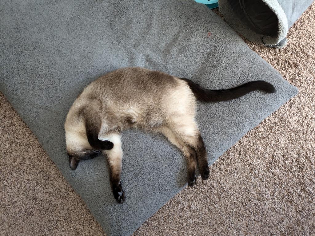 Enlarge Fred, a Adoptable mixed breed in Salt Lake City, UT image 5/5