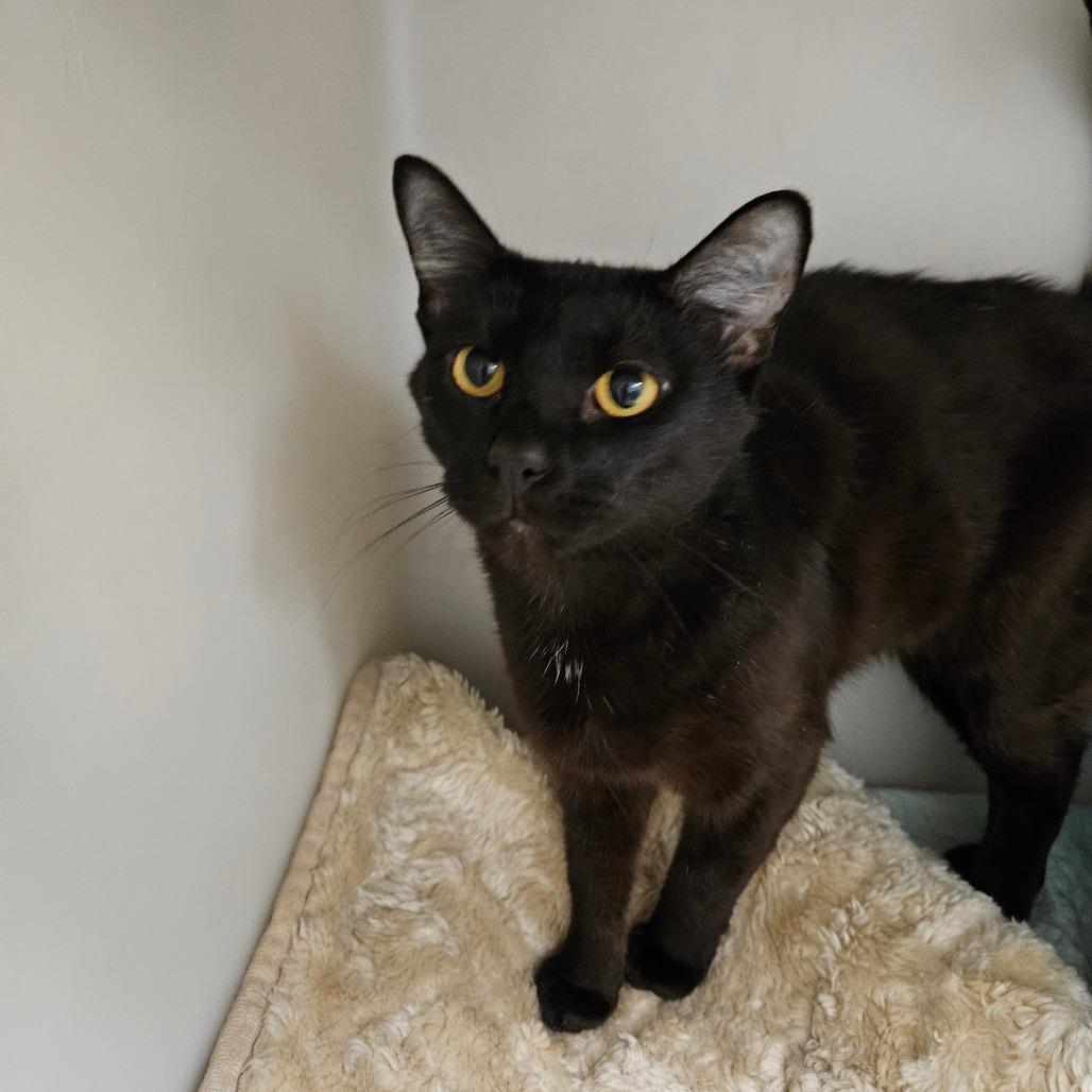 Enlarge Greta, a Adoptable Domestic Short Hair in Zanesville, OH image 1/2