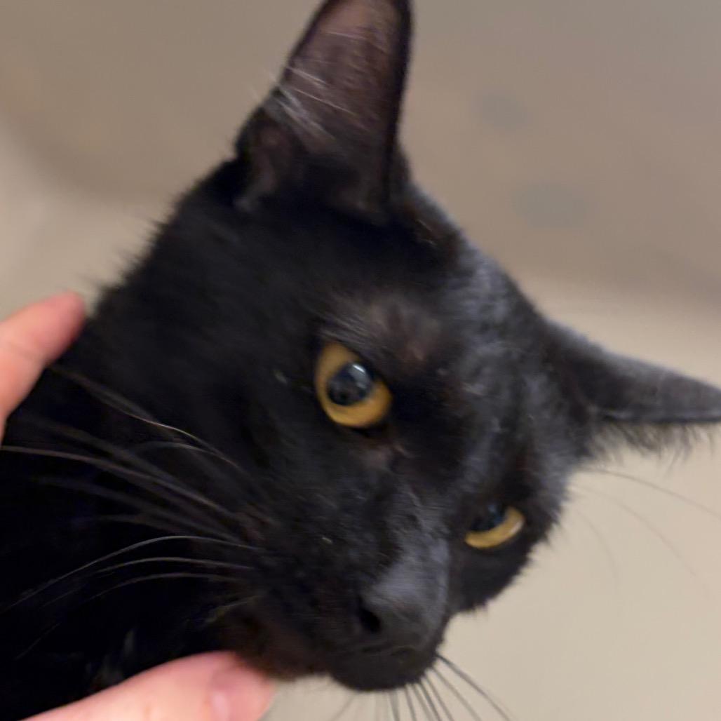 Enlarge Greta, a Adoptable Domestic Short Hair in Zanesville, OH image 2/2