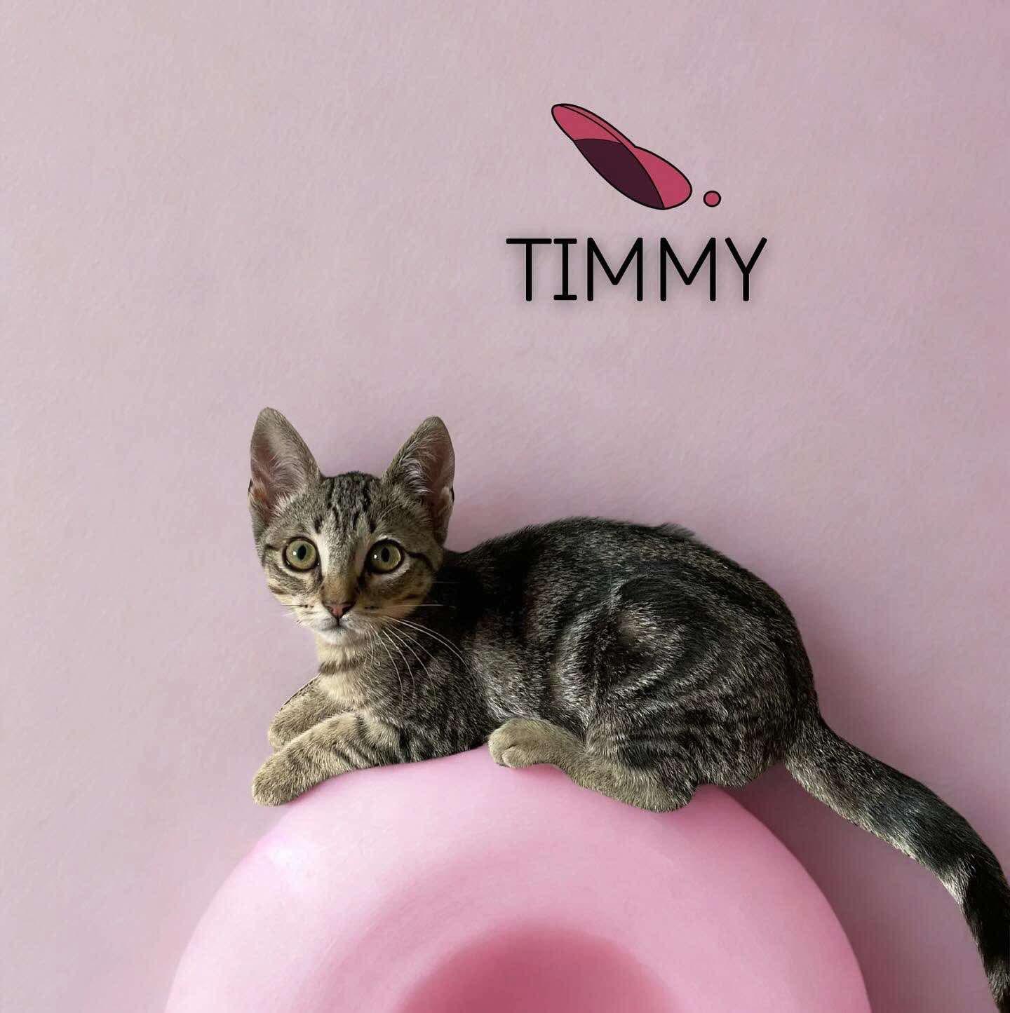 Timmy
