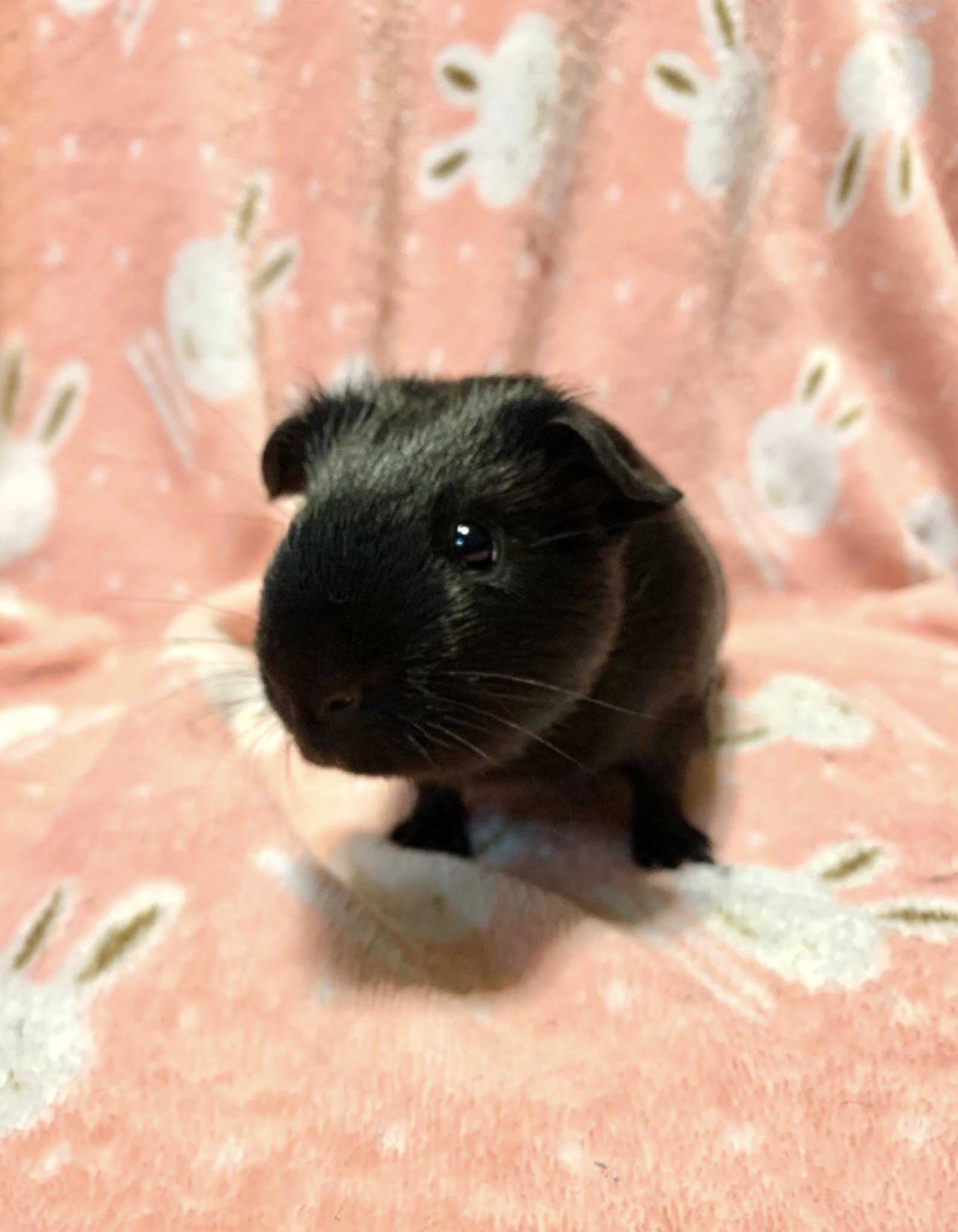 Geo, adopted, Baby Male Short-Haired.