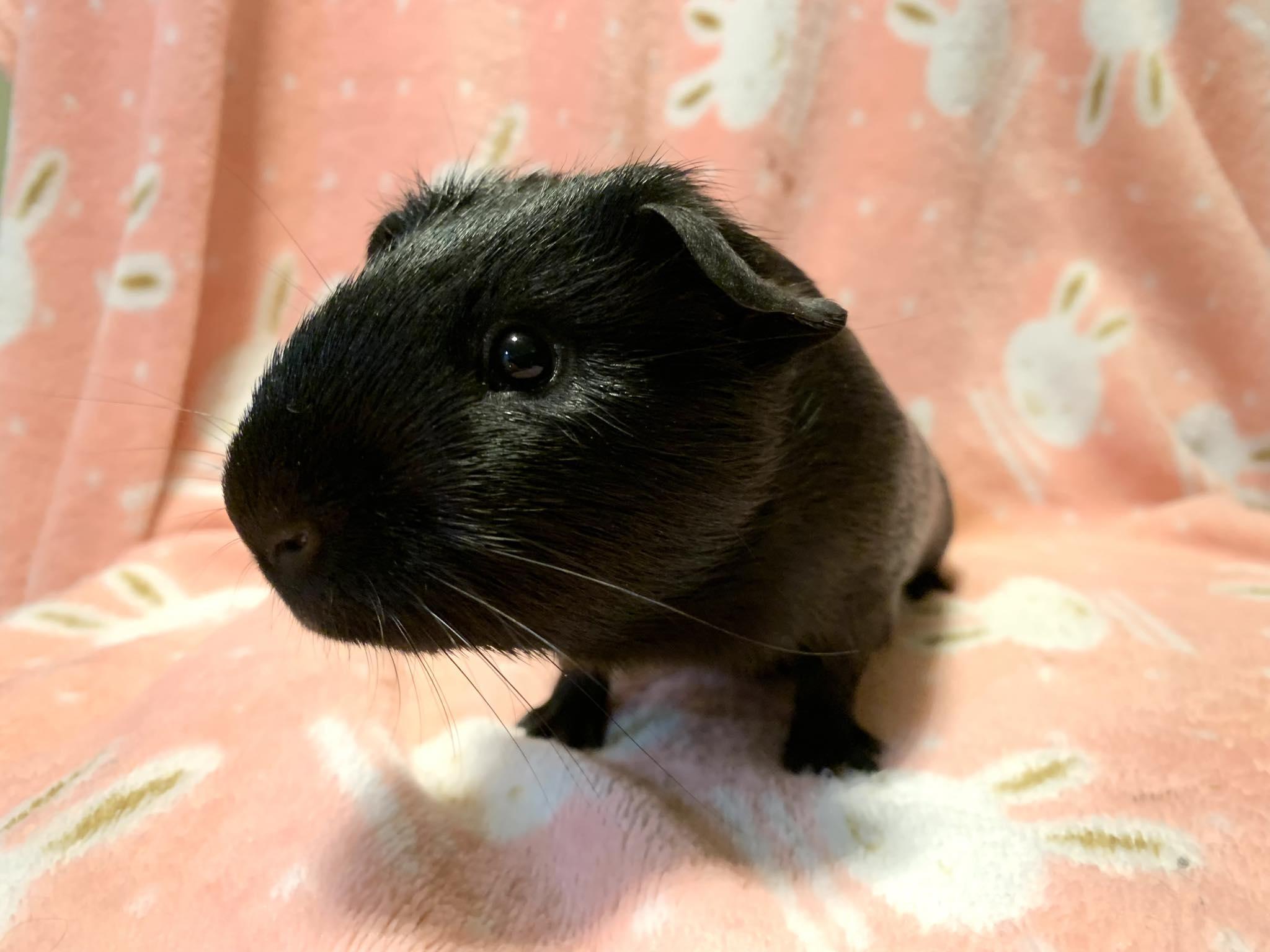 Geo, an adopted Short-Haired in Chickasha, OK image 3/3