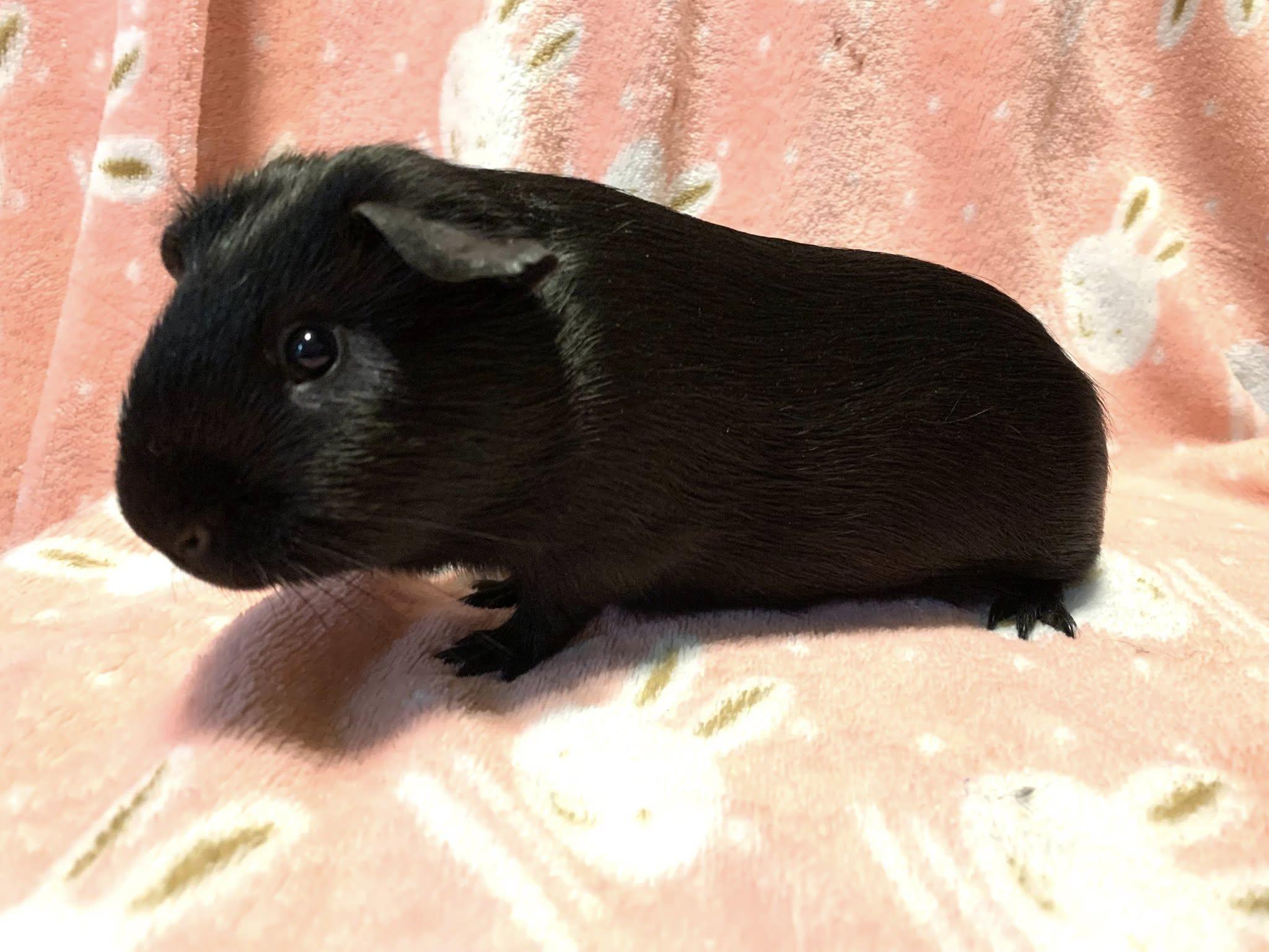 Geo, an adopted Short-Haired in Chickasha, OK image 2/3