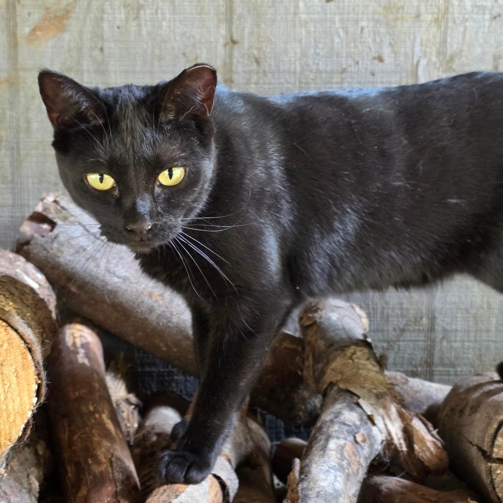 Enlarge Braelynn, a Adoptable Domestic Short Hair in Glenfield, NY image 1/4