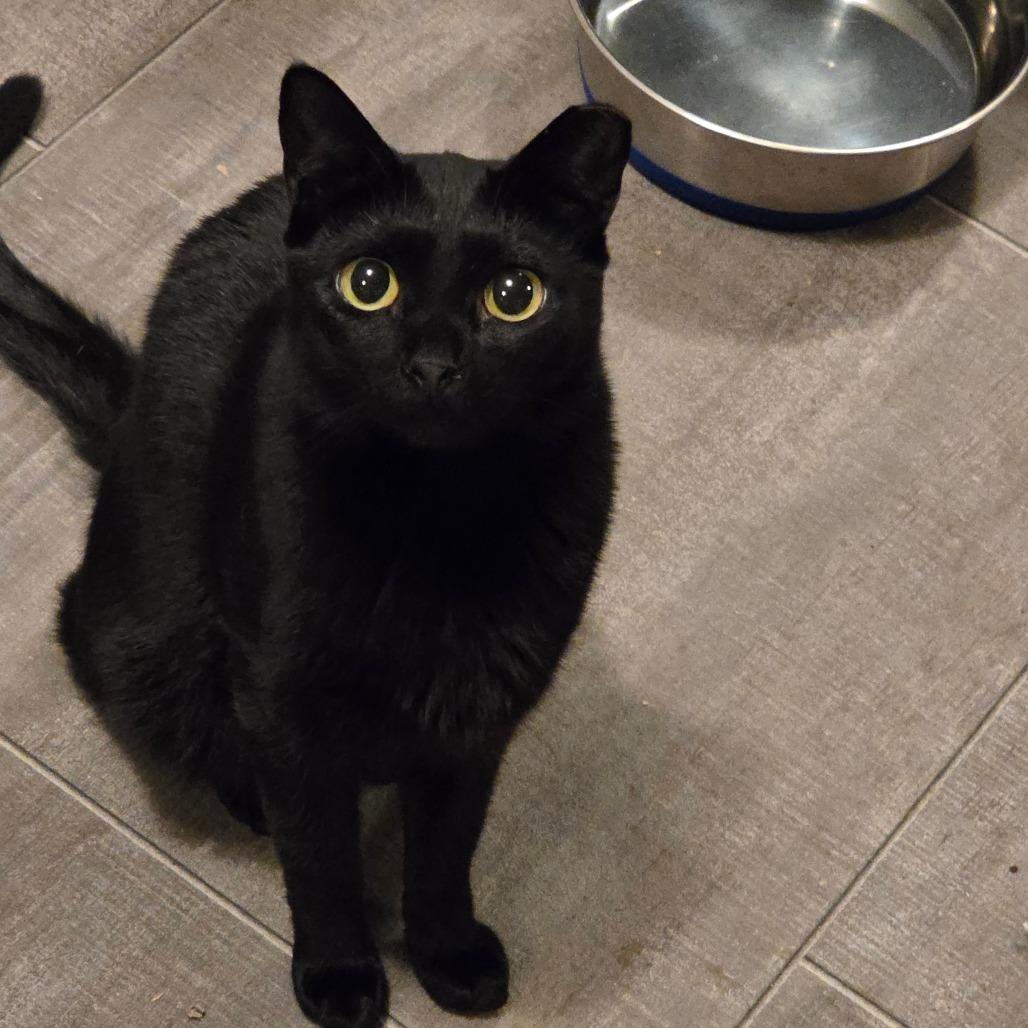 Enlarge Braelynn, a Adoptable Domestic Short Hair in Glenfield, NY image 2/4