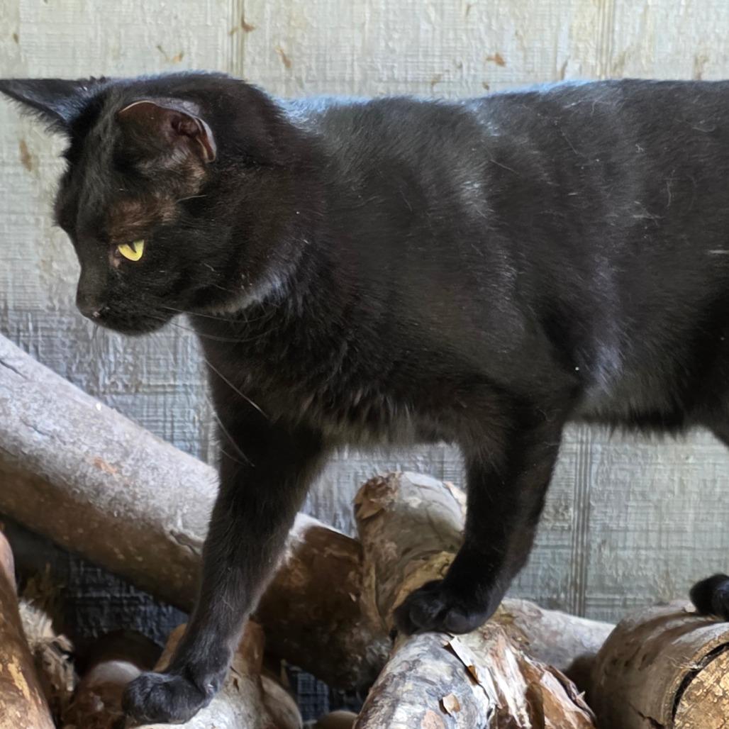 Enlarge Braelynn, a Adoptable Domestic Short Hair in Glenfield, NY image 4/4