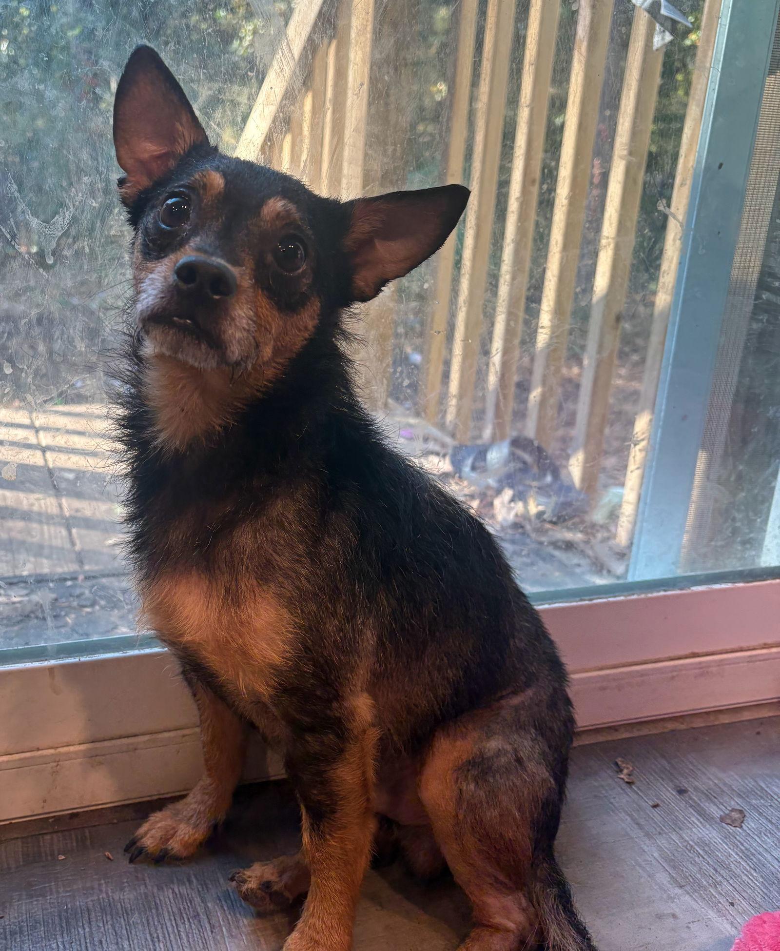 Martin, a Adoptable Chihuahua in Mount Pleasant, SC image 2/2