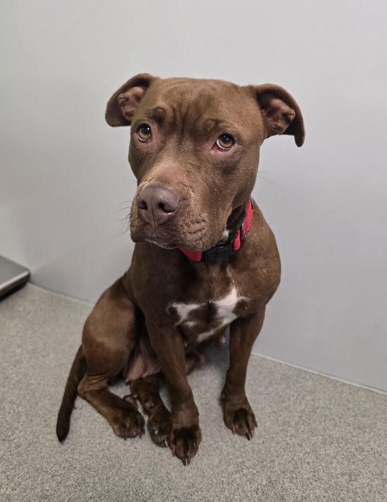 Bagel, Adoptable, Young Female American Staffordshire Terrier.