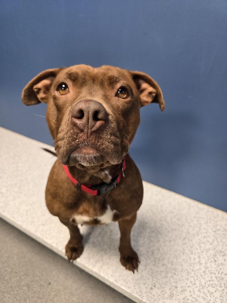 Enlarge Bagel, a Adoptable mixed breed in Wellington, KS image 2/6