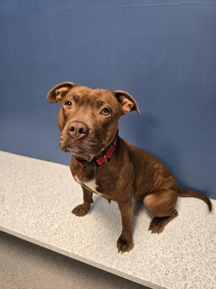 Enlarge Bagel, a Adoptable mixed breed in Wellington, KS image 3/6