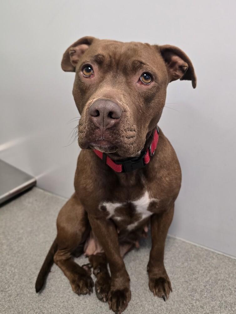 Enlarge Bagel, a Adoptable mixed breed in Wellington, KS image 4/6