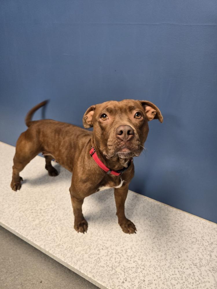 Enlarge Bagel, a Adoptable mixed breed in Wellington, KS image 5/6