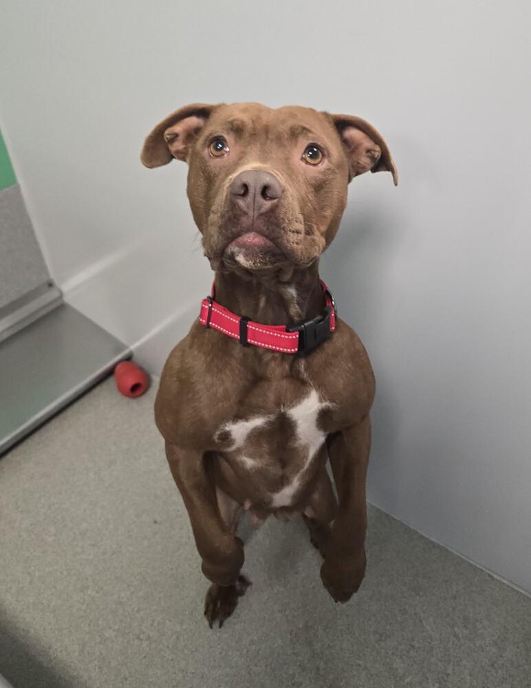 Enlarge Bagel, a Adoptable mixed breed in Wellington, KS image 6/6