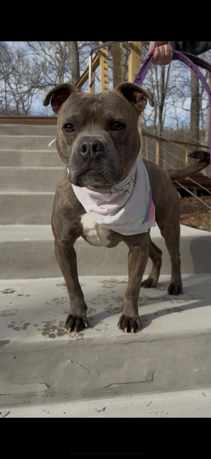 Enlarge Scooby, a Adoptable mixed breed in Batavia, OH image 1/3