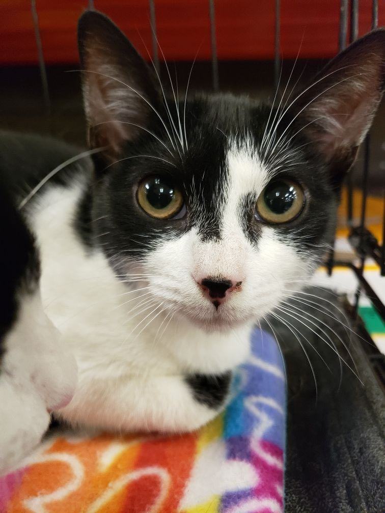 Felicity, Young Female Domestic Short Hair