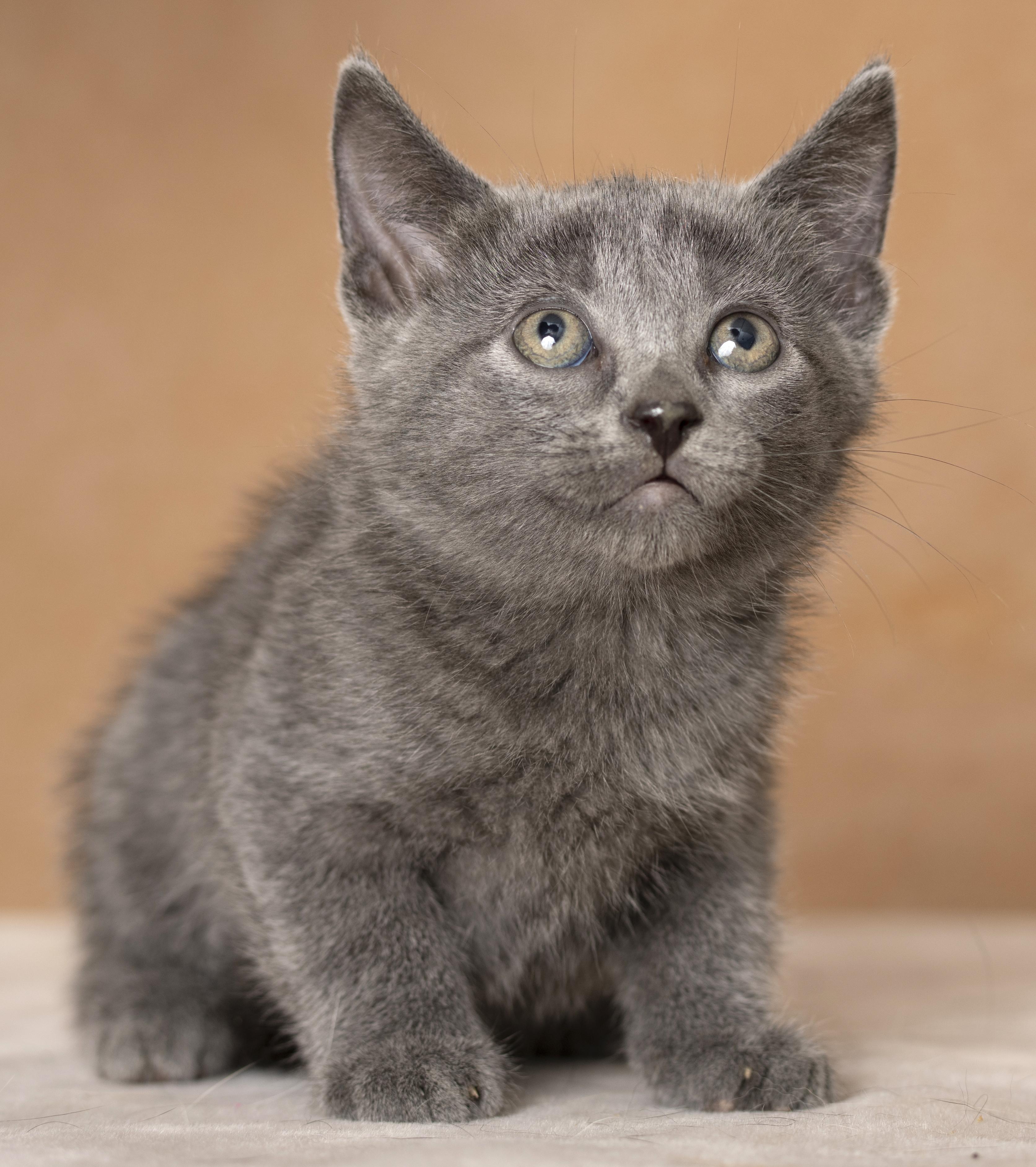 Enlarge Flo, a Adoptable Domestic Short Hair in Chicago, IL image 3/6
