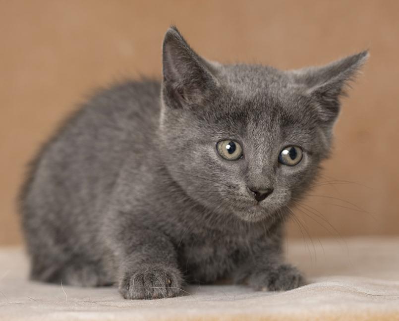 Enlarge Flo, a Adoptable Domestic Short Hair in Chicago, IL image 1/6