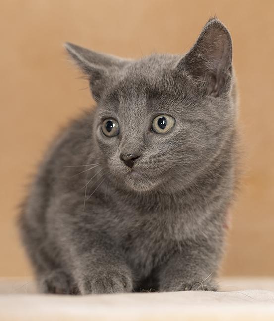 Enlarge Flo, a Adoptable Domestic Short Hair in Chicago, IL image 4/6