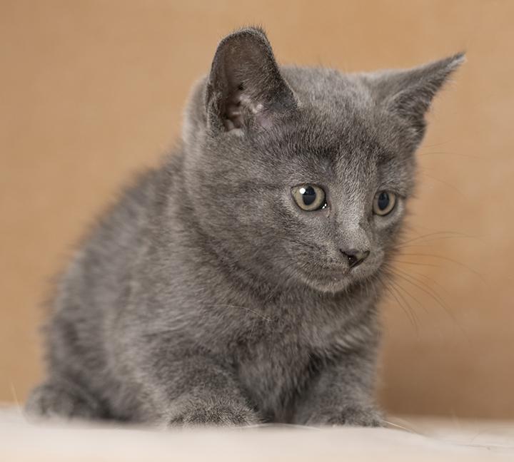 Enlarge Flo, a Adoptable Domestic Short Hair in Chicago, IL image 6/6