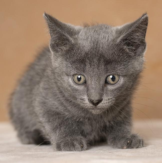 Enlarge Flo, a Adoptable Domestic Short Hair in Chicago, IL image 2/6