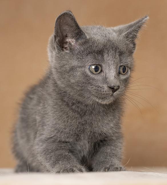 Enlarge Flo, a Adoptable Domestic Short Hair in Chicago, IL image 5/6
