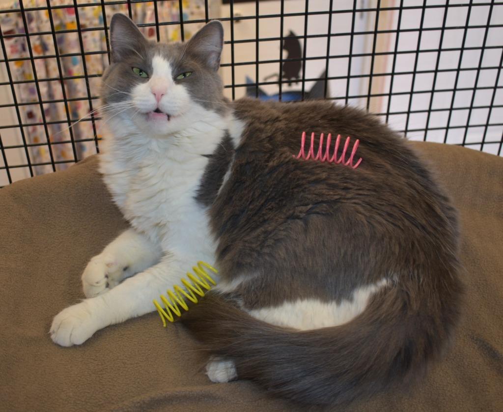 Pinkie, Adoptable, Adult Female Domestic Medium Hair.