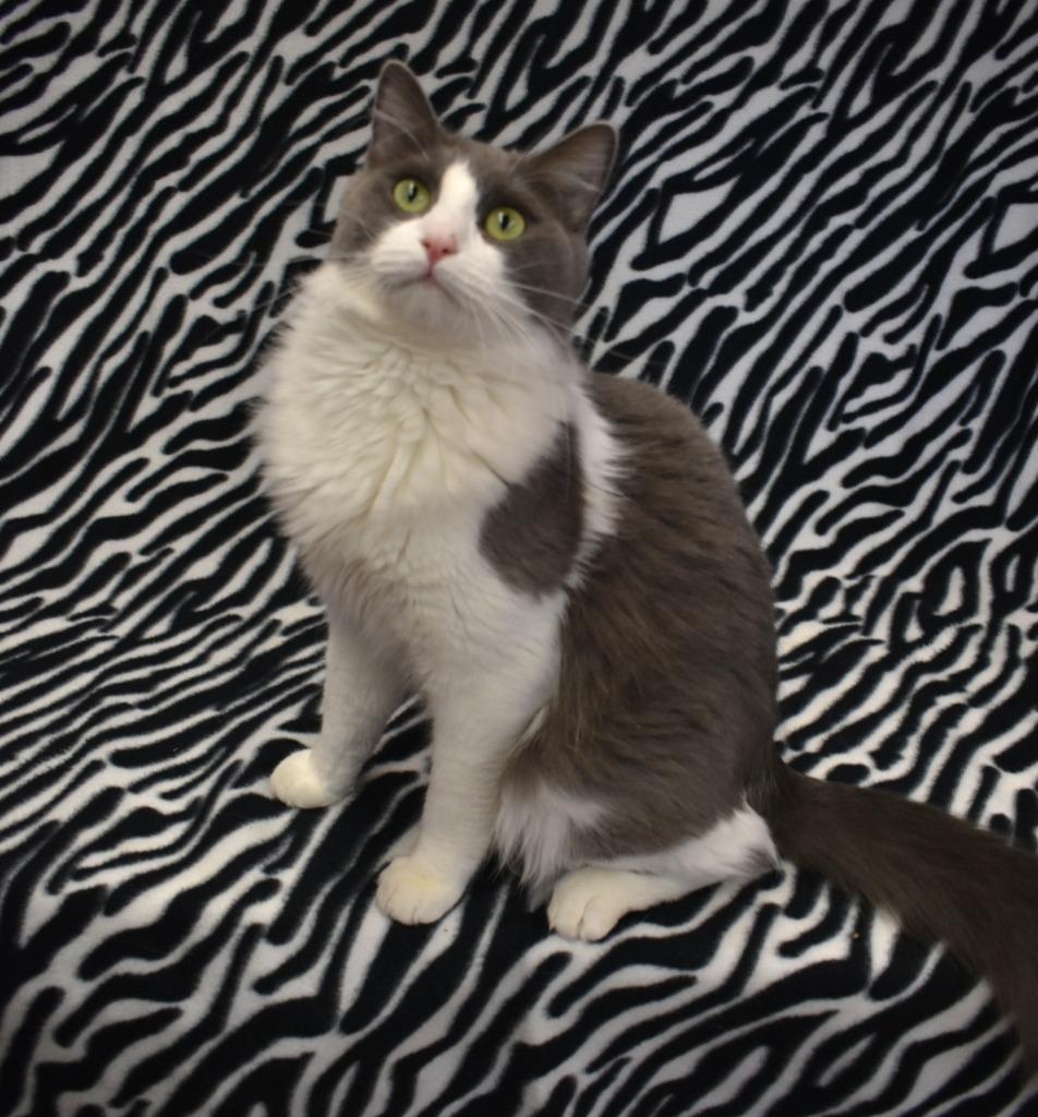 Enlarge Pinkie, a Adoptable mixed breed in Peoria, AZ image 2/4