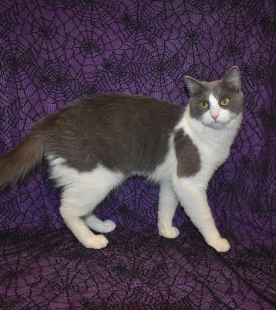 Enlarge Pinkie, a Adoptable mixed breed in Peoria, AZ image 3/4
