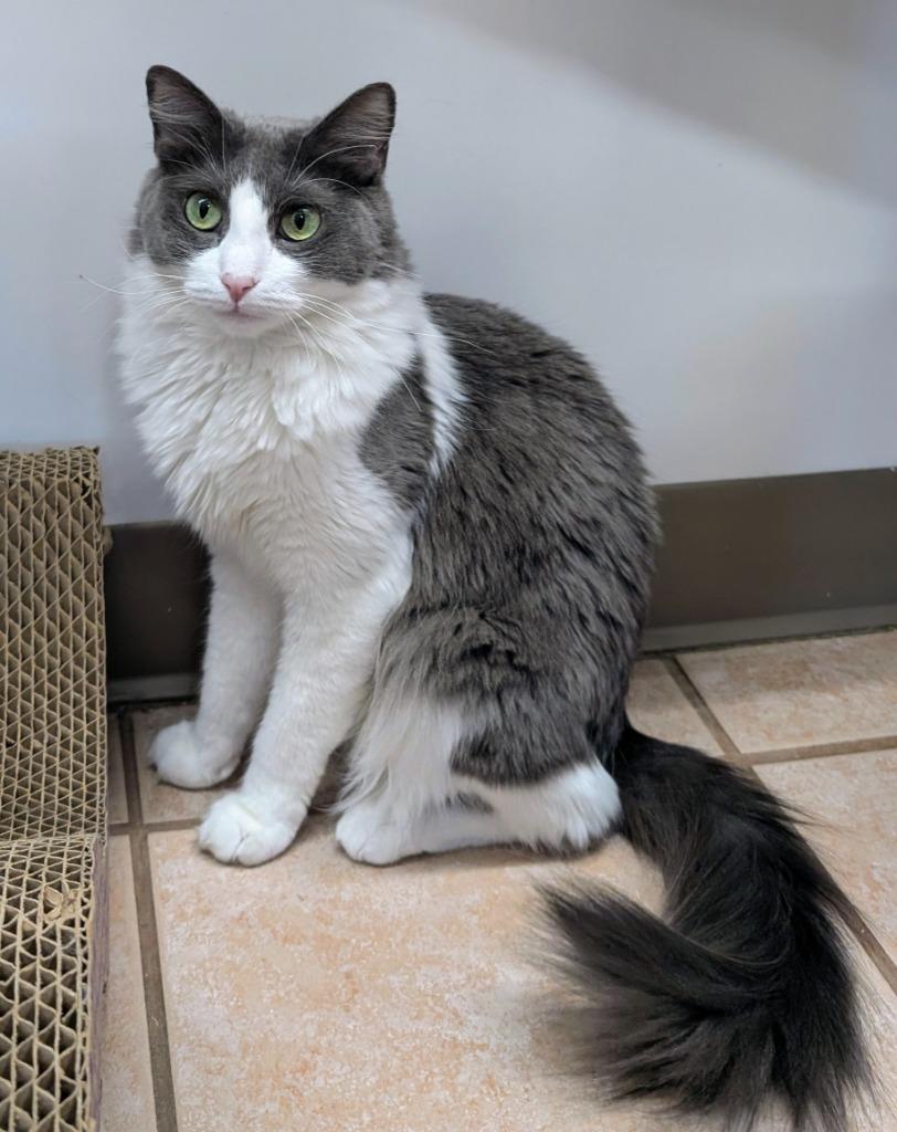 Enlarge Pinkie, a Adoptable mixed breed in Peoria, AZ image 4/4