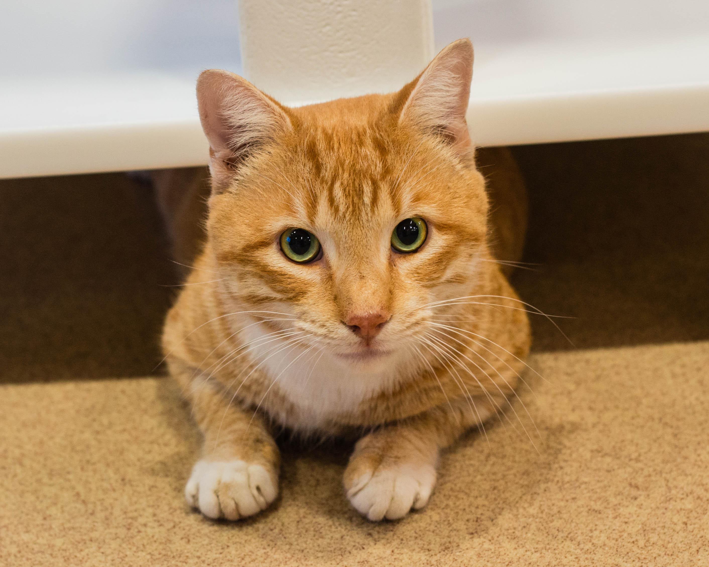 Enlarge Jasper, an adopted Domestic Short Hair in Mont Belvieu, TX image 1/2