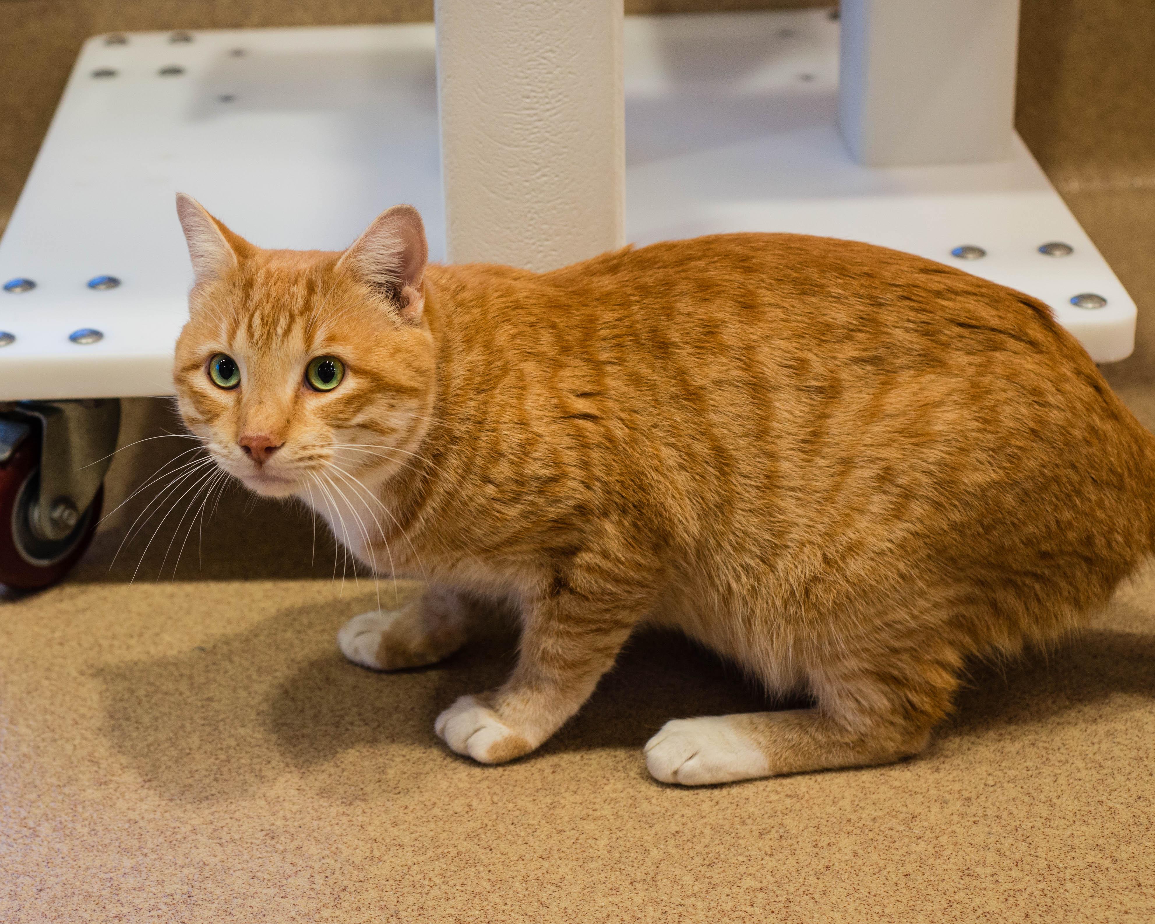 Enlarge Jasper, an adopted Domestic Short Hair in Mont Belvieu, TX image 2/2