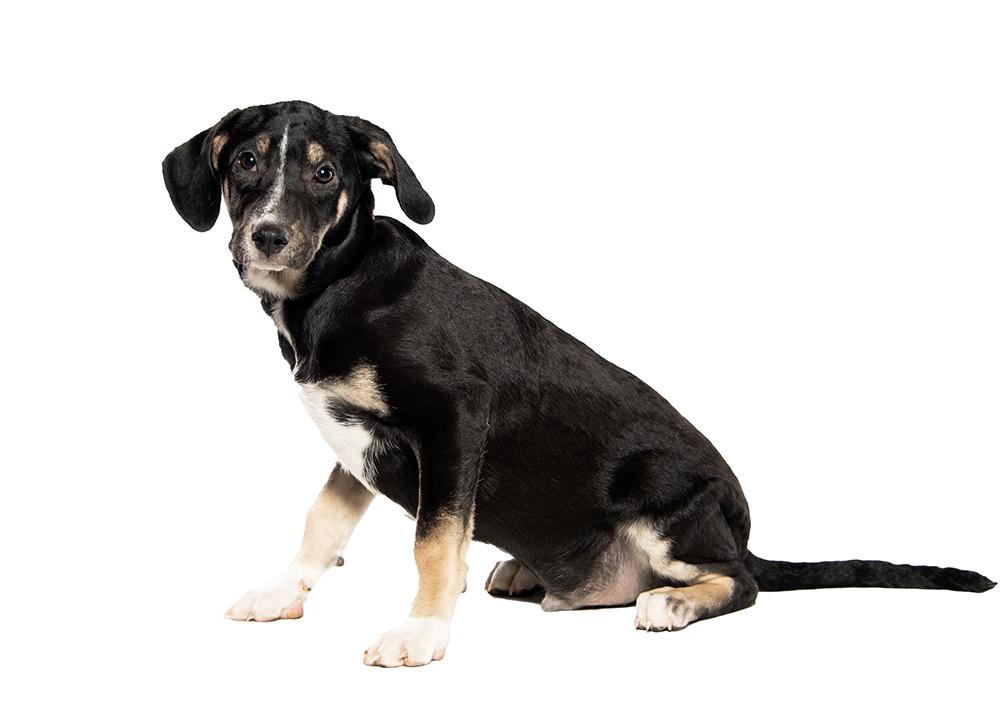 Whitt, a ADOPTABLE mixed breed in Cookeville, TN image 3/6