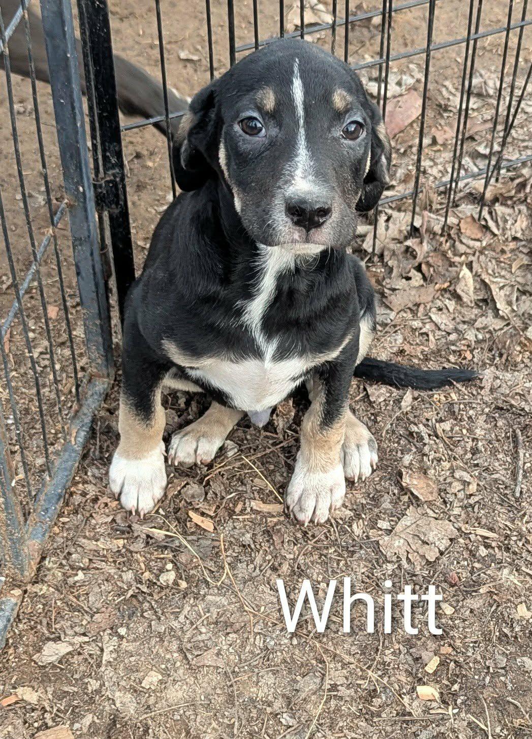 Whitt, a ADOPTABLE mixed breed in Cookeville, TN image 1/5