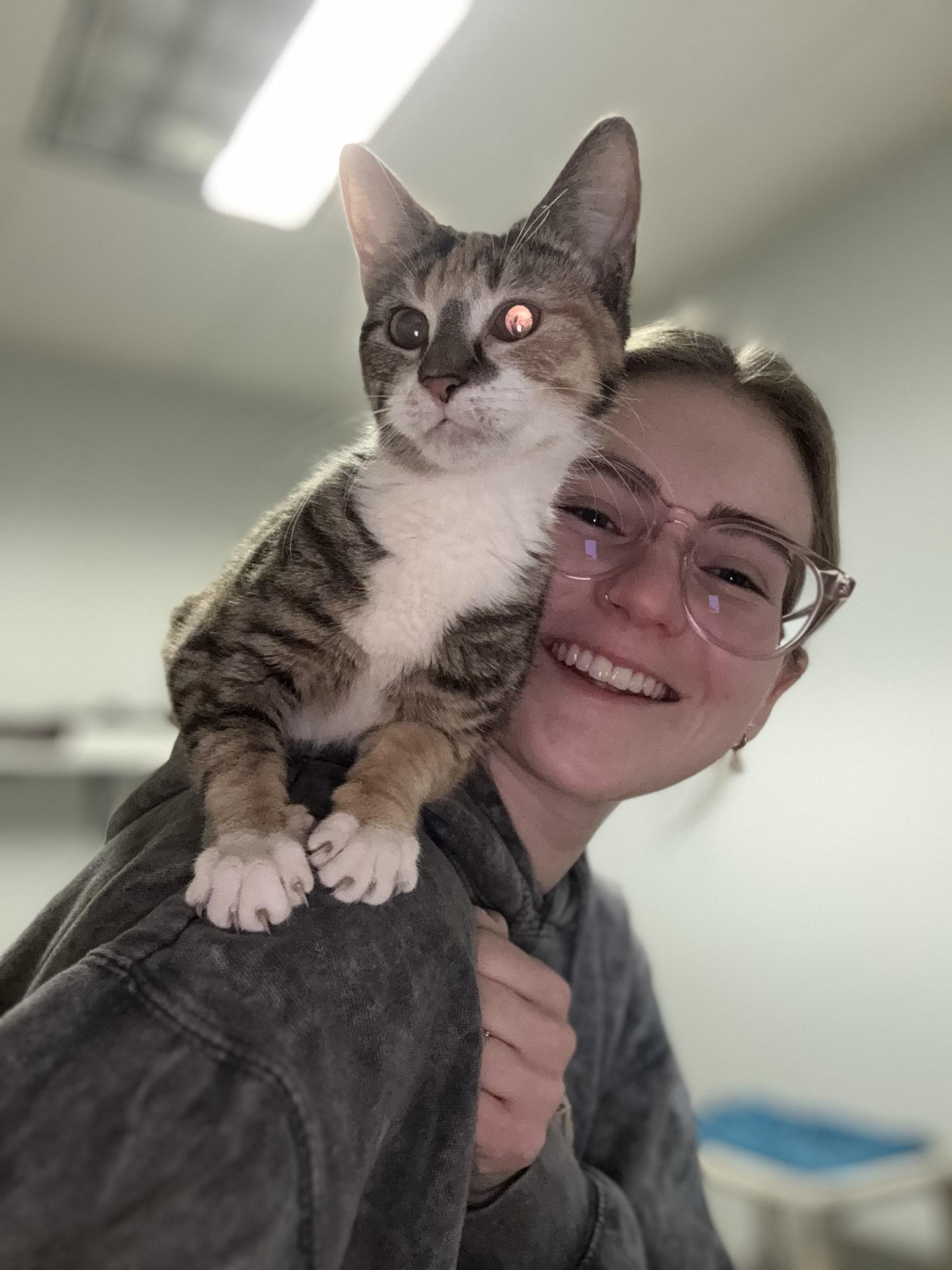 Dana, an adopted Domestic Short Hair in Dodgeville, WI image 5/6