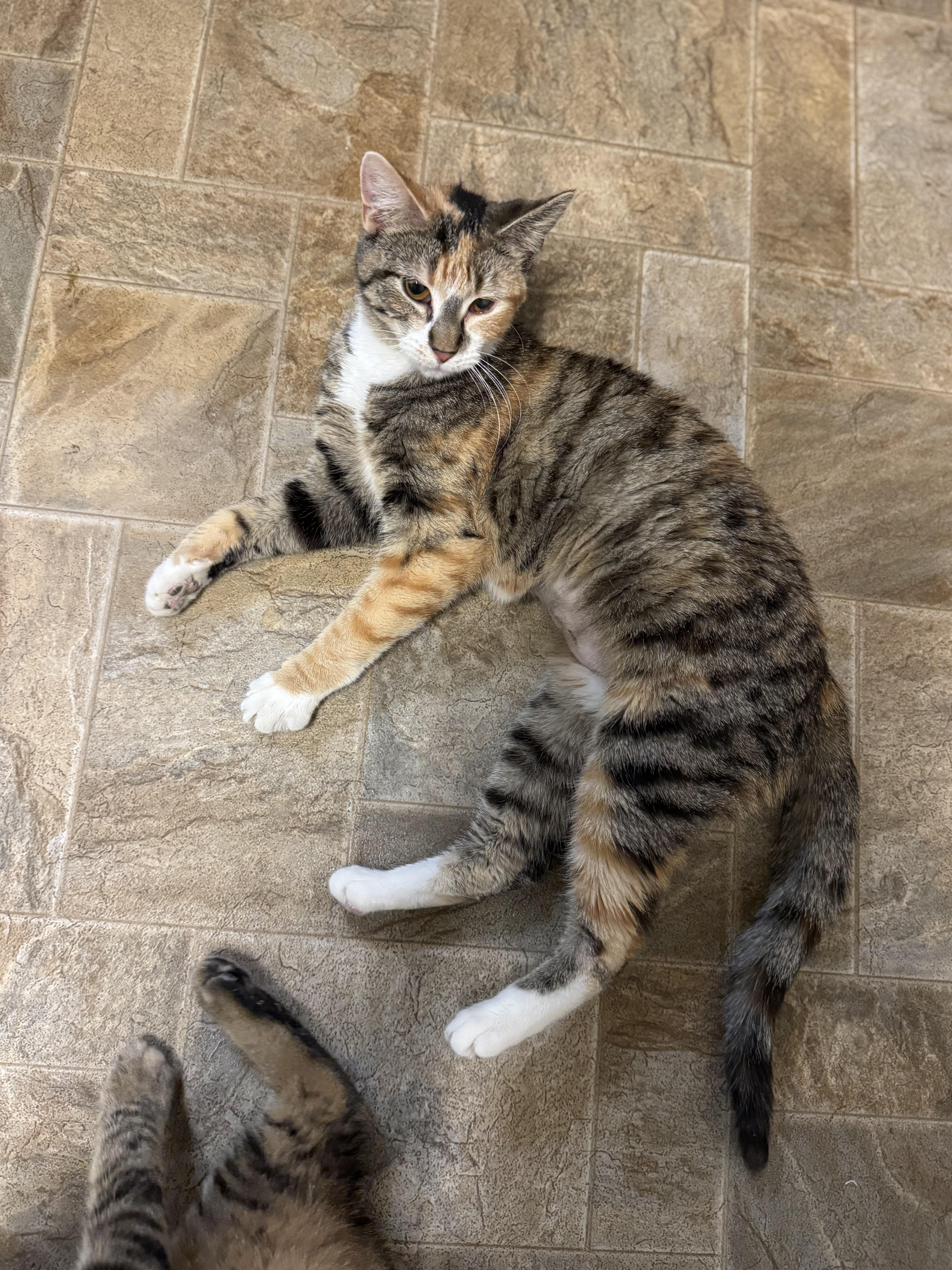 Dana, an adopted Domestic Short Hair in Dodgeville, WI image 3/6