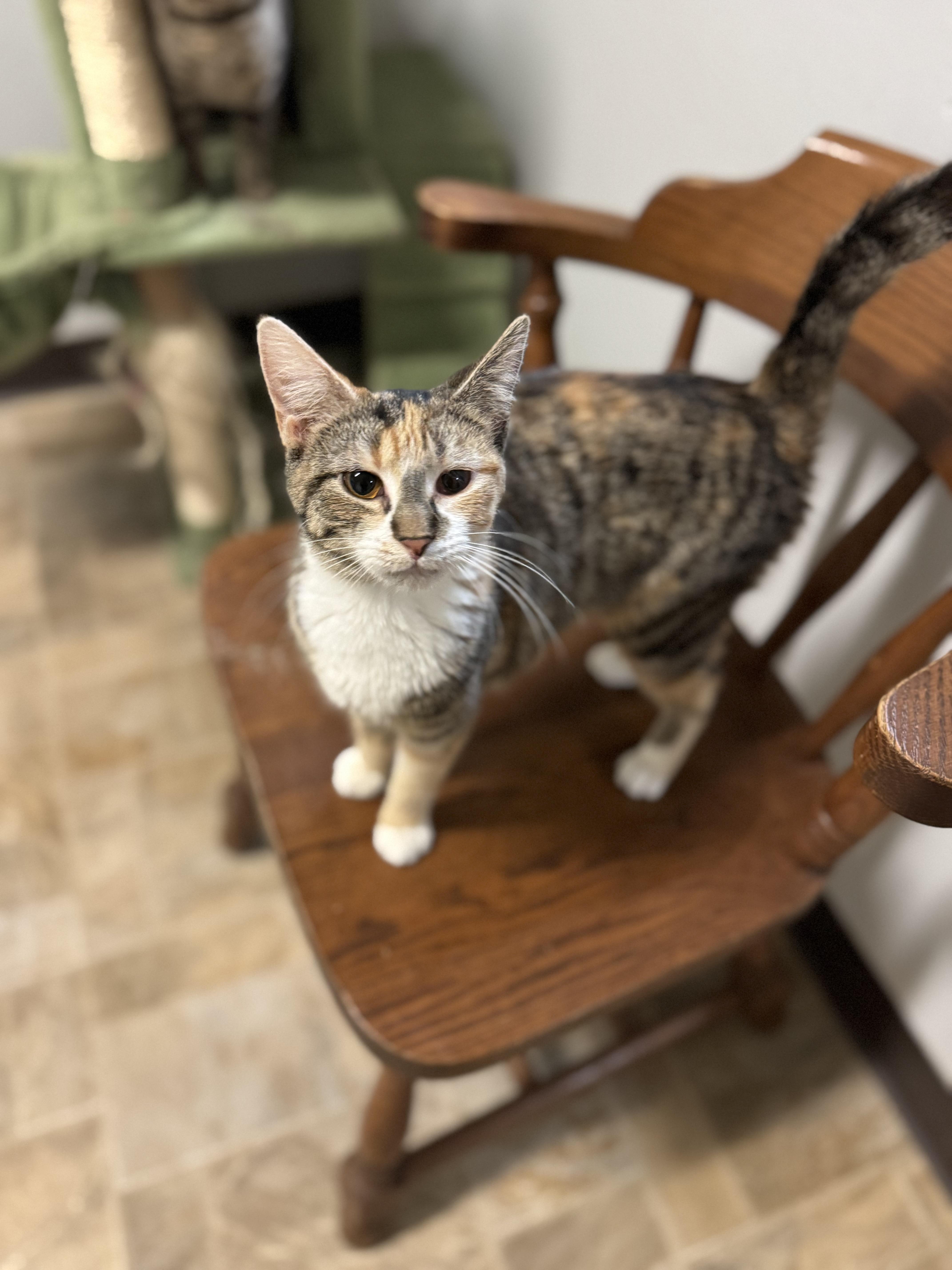 Dana, an adopted Domestic Short Hair in Dodgeville, WI image 1/6