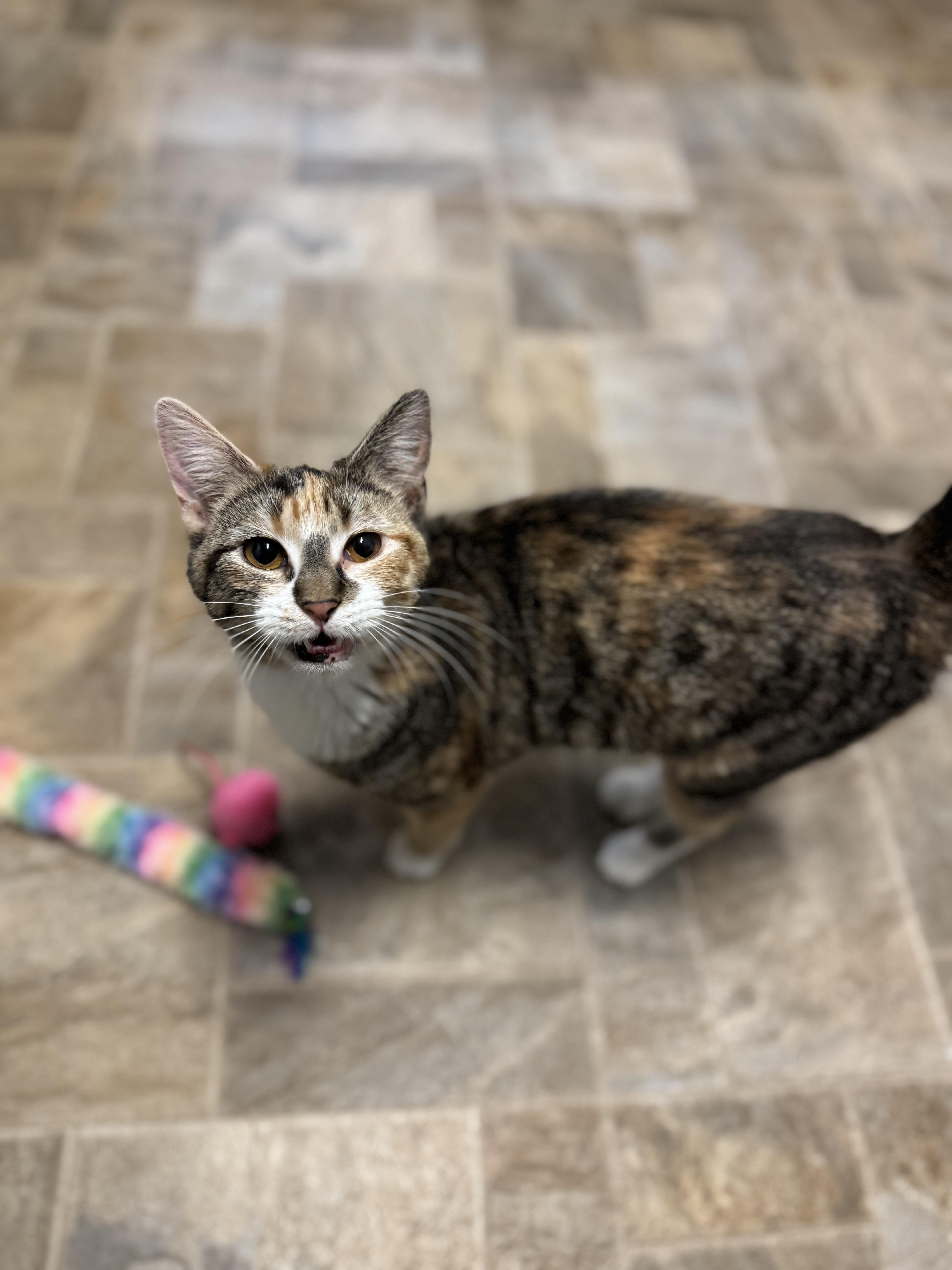 Dana, an adopted Domestic Short Hair in Dodgeville, WI image 2/6