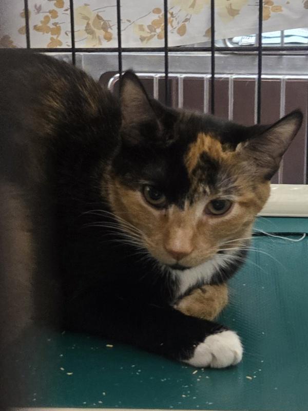 Odyssey, Adoptable, Adult Female Domestic Short Hair.