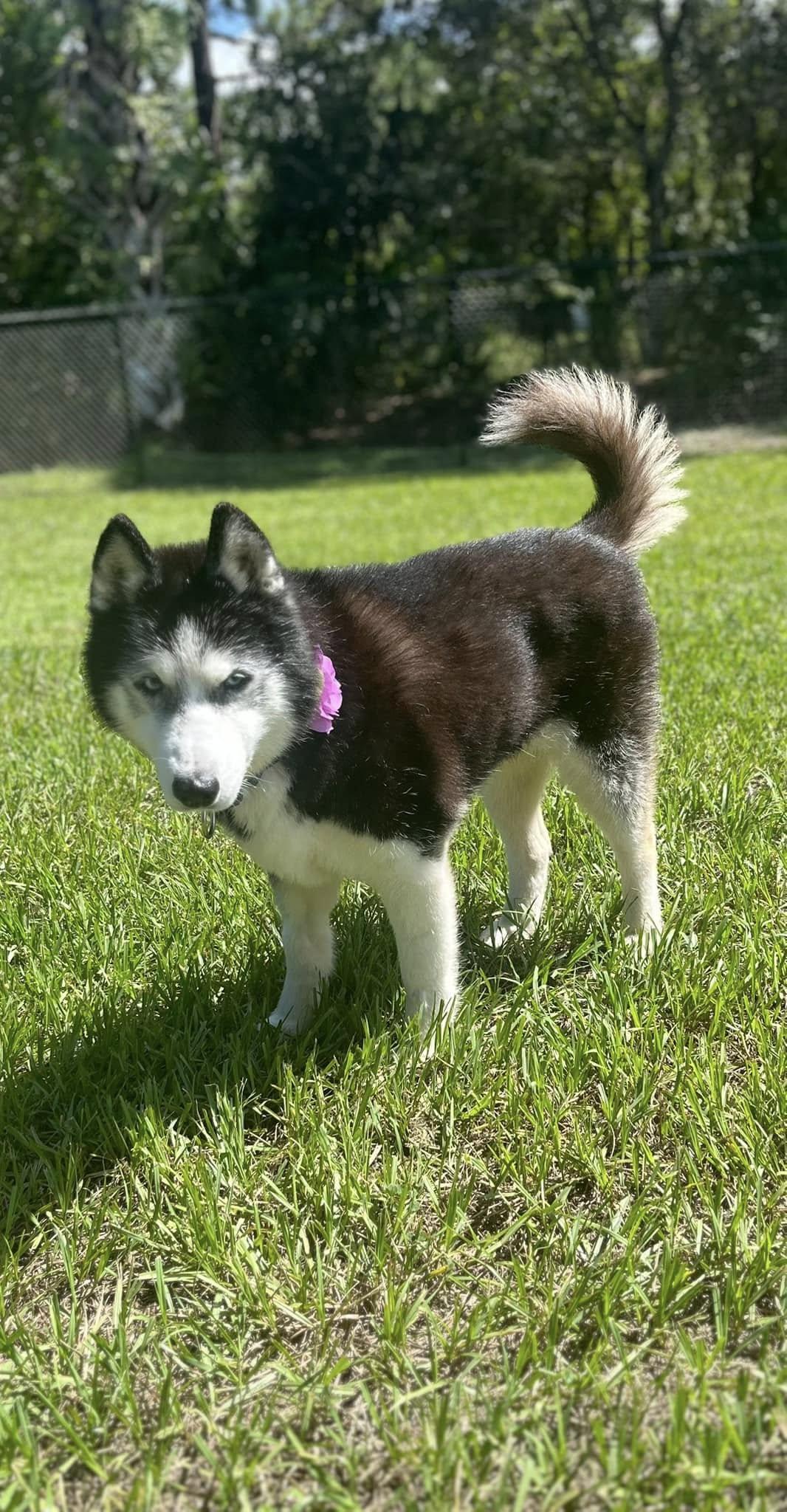 Shadow, Adoptable, Senior Female Siberian Husky.