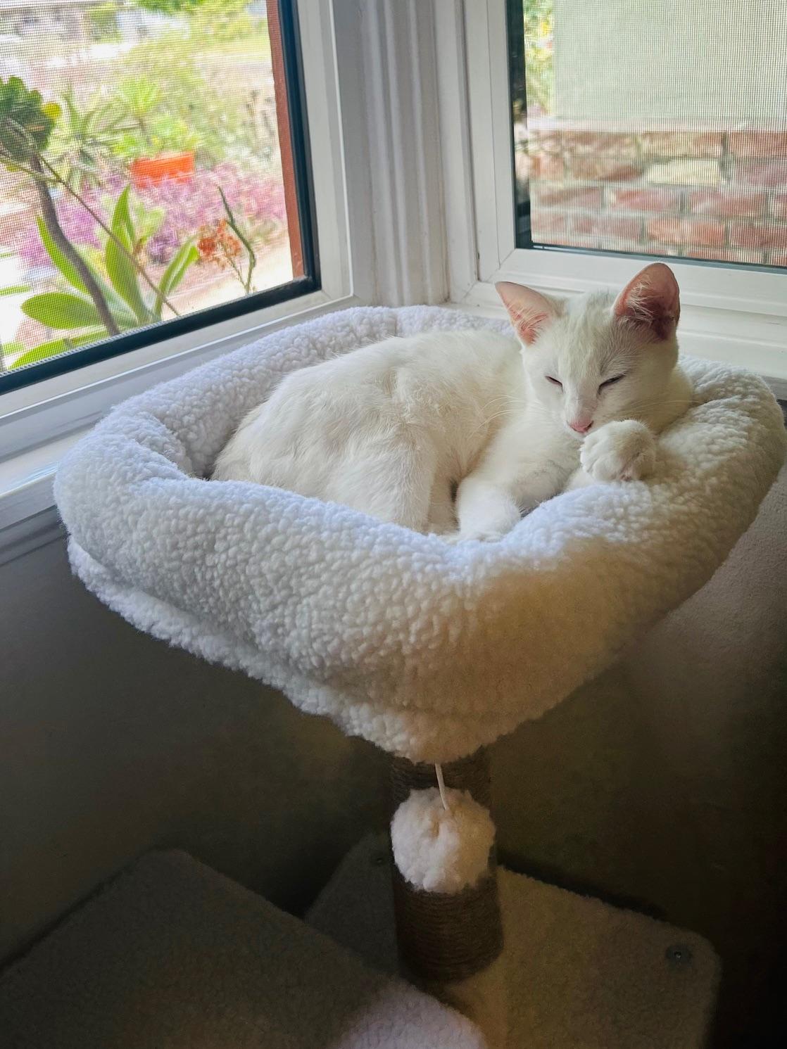 Enlarge Kesha, a Adoptable Domestic Short Hair in Irvine, CA image 2/4