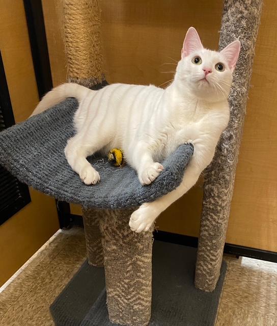 Kesha, a Adoptable Domestic Short Hair in Irvine, CA image 2/6