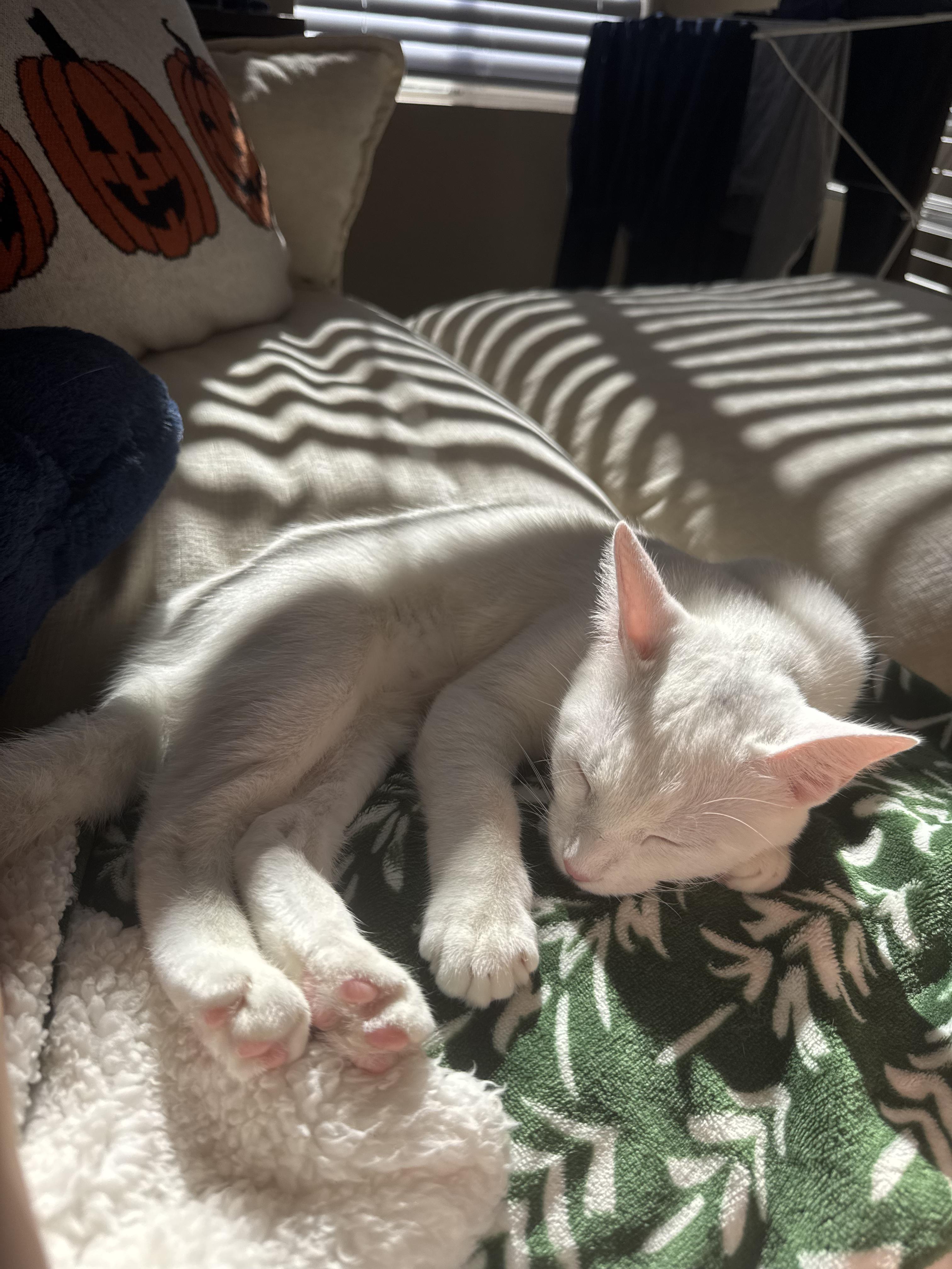 Enlarge Kesha, a Adoptable Domestic Short Hair in Irvine, CA image 2/6