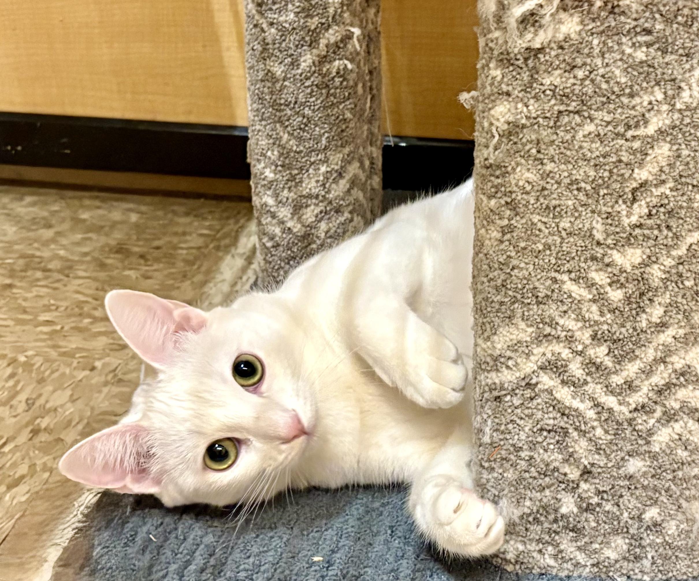 Kesha, a Adoptable Domestic Short Hair in Irvine, CA image 3/6