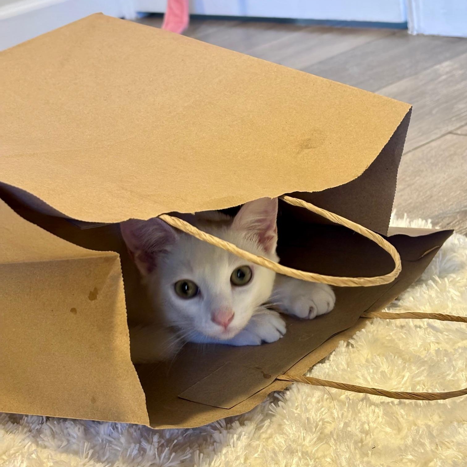 Enlarge Kesha, a Adoptable Domestic Short Hair in Irvine, CA image 3/4