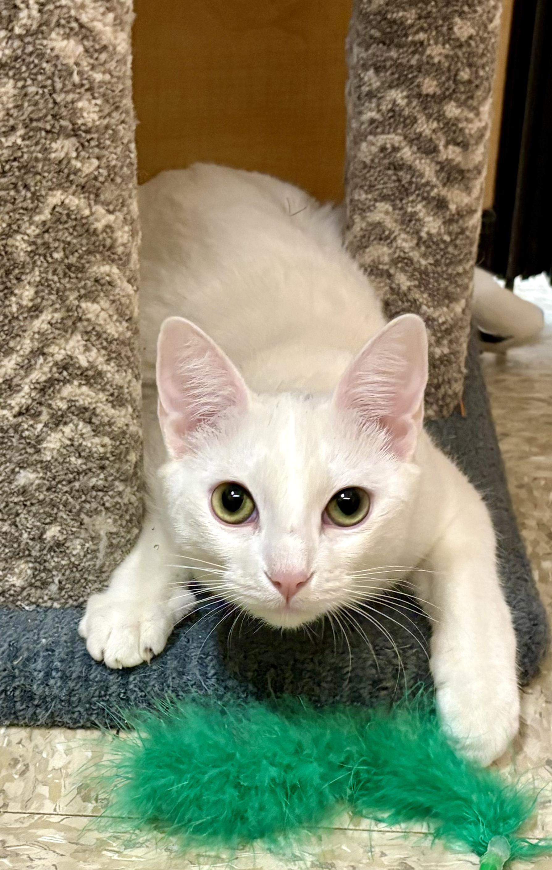 Kesha, a Adoptable Domestic Short Hair in Irvine, CA image 1/6