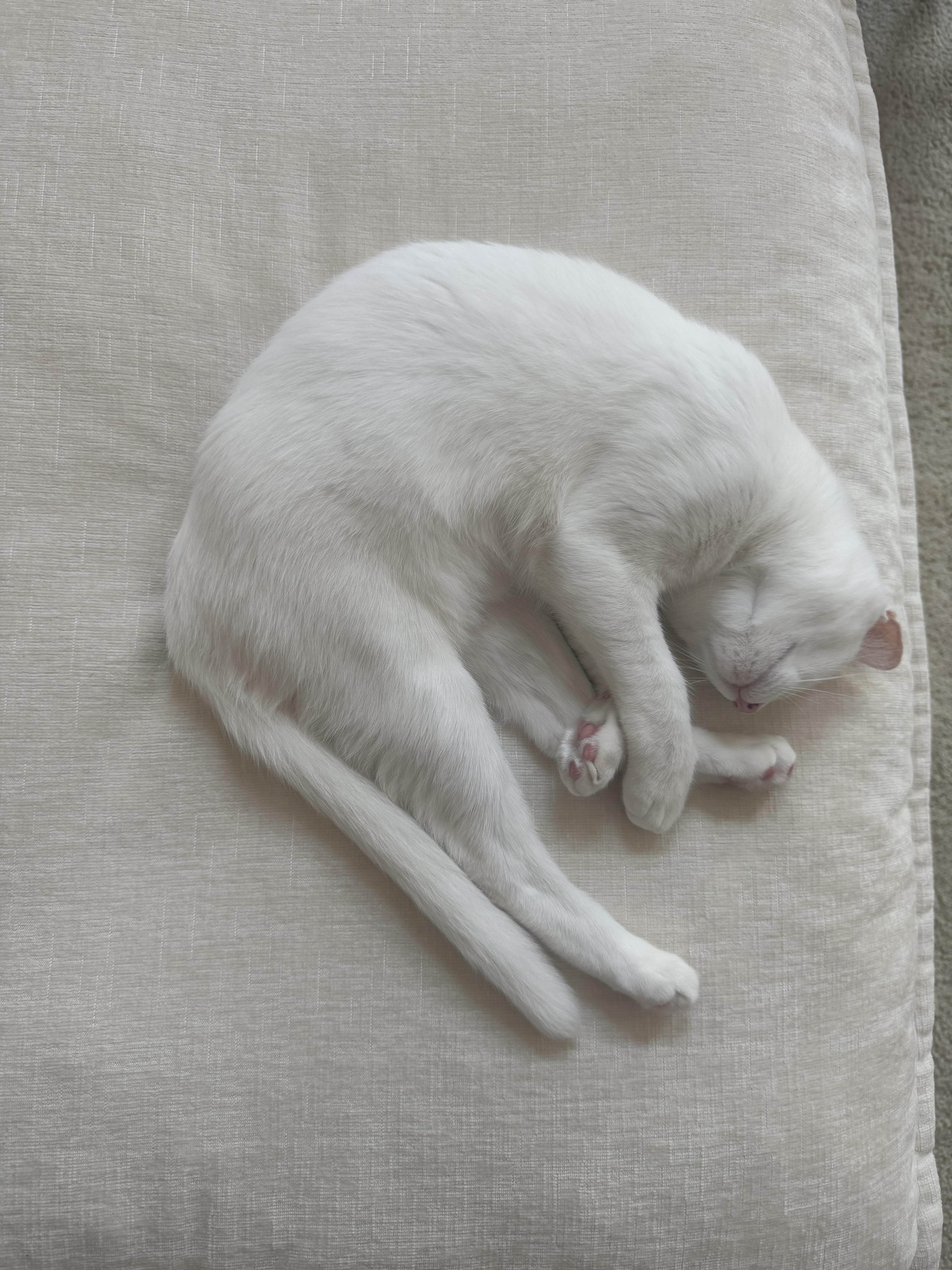 Enlarge Kesha, a Adoptable Domestic Short Hair in Irvine, CA image 3/6