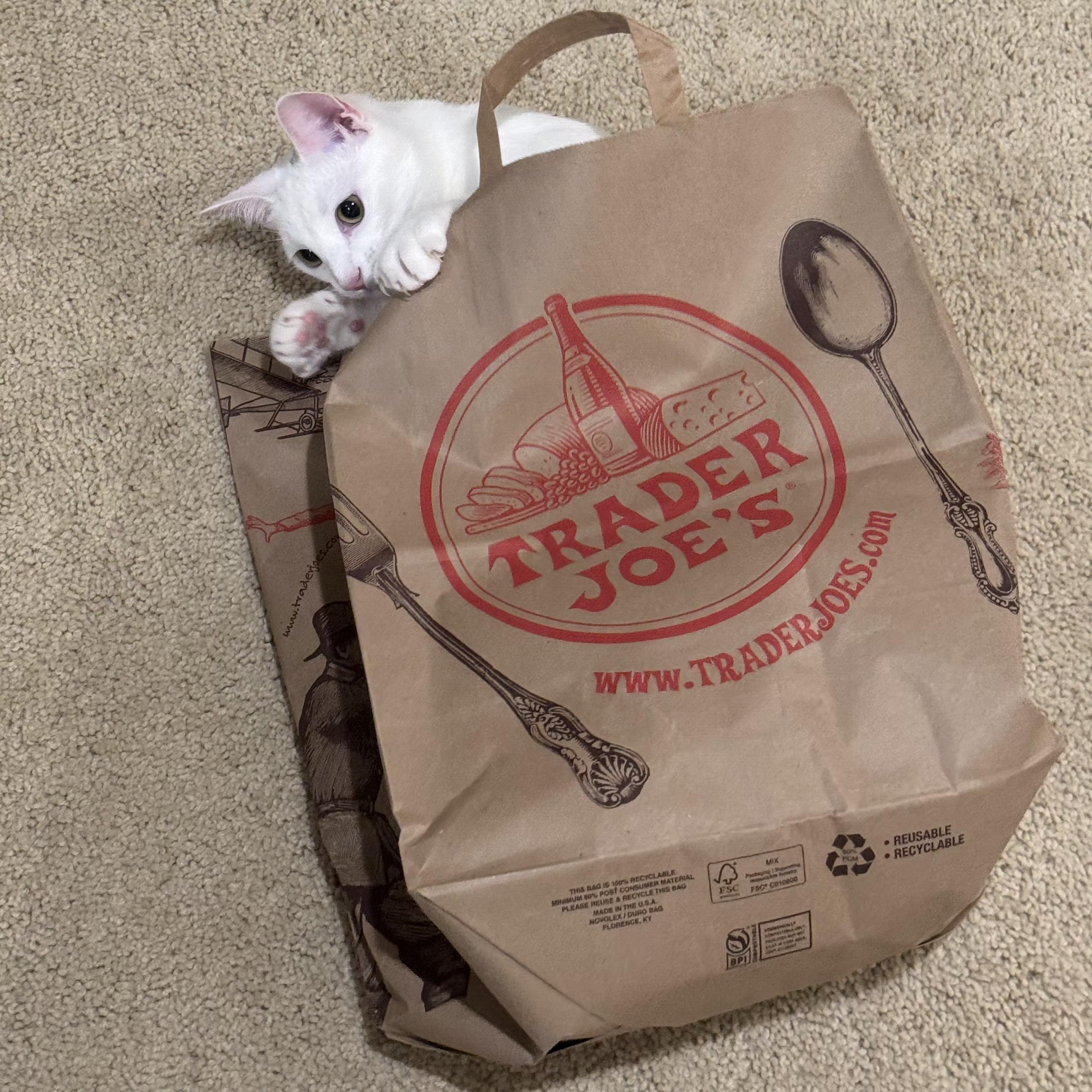 Enlarge Kesha, a Adoptable Domestic Short Hair in Irvine, CA image 4/6