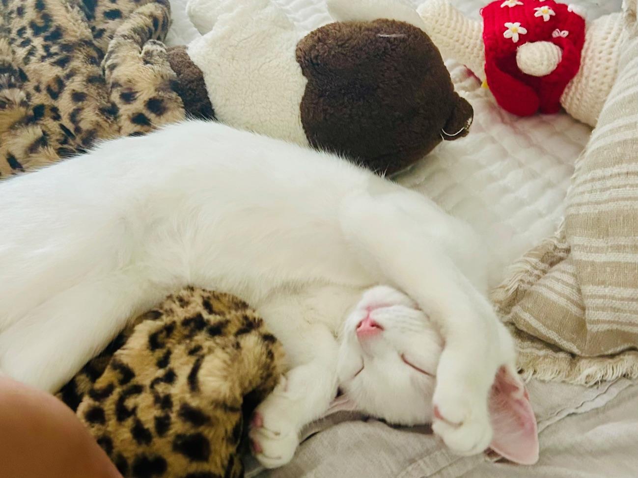 Enlarge Kesha, a Adoptable Domestic Short Hair in Irvine, CA image 4/4