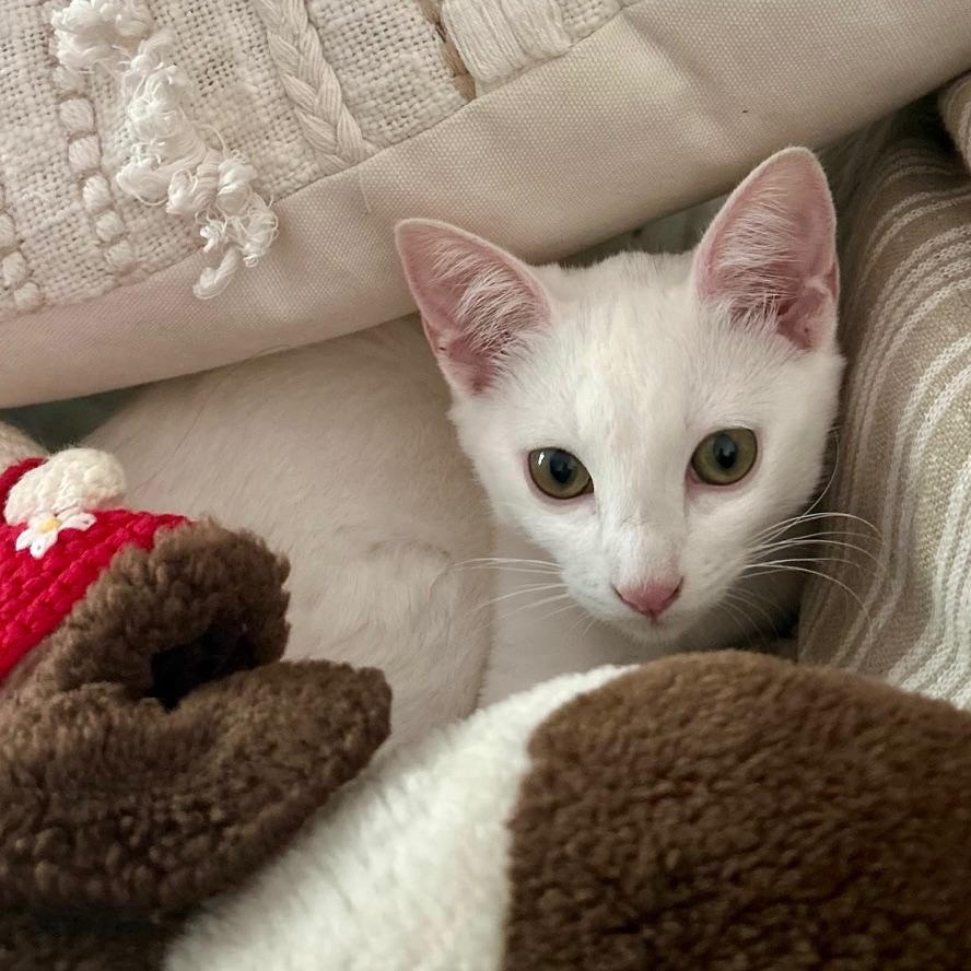 Enlarge Kesha, a Adoptable Domestic Short Hair in Irvine, CA image 1/4