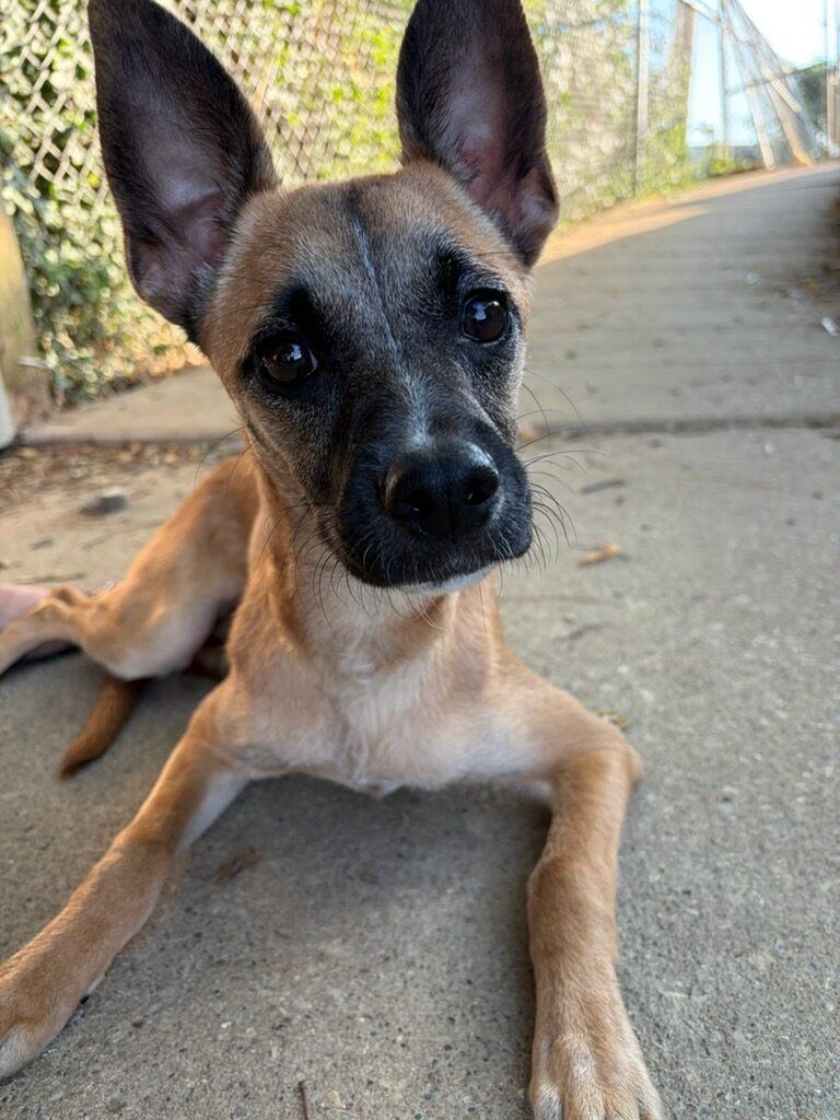 Enlarge Remi, a Adopted Smooth Fox Terrier in Mount Sterling, KY image 1/6